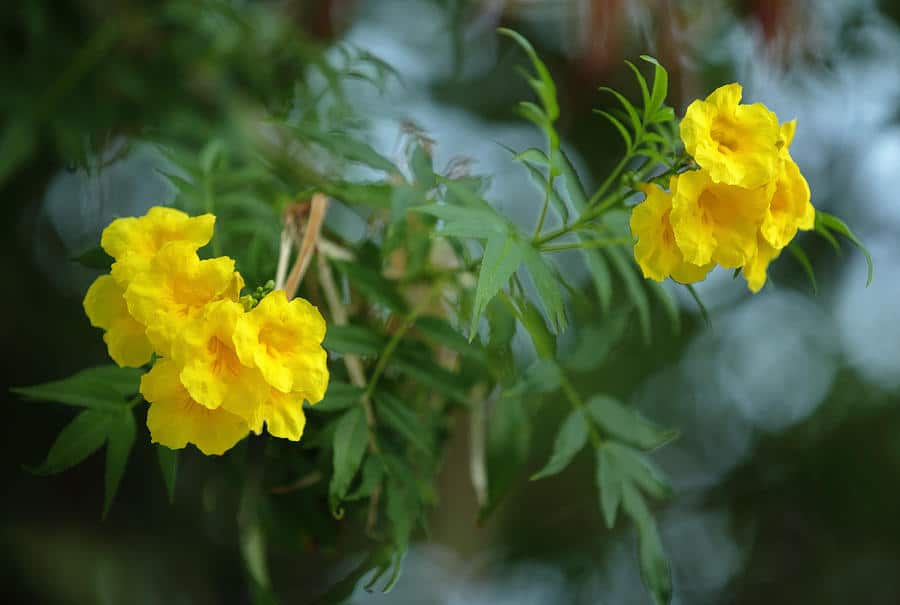 تيكوما صفراء نباتاتي