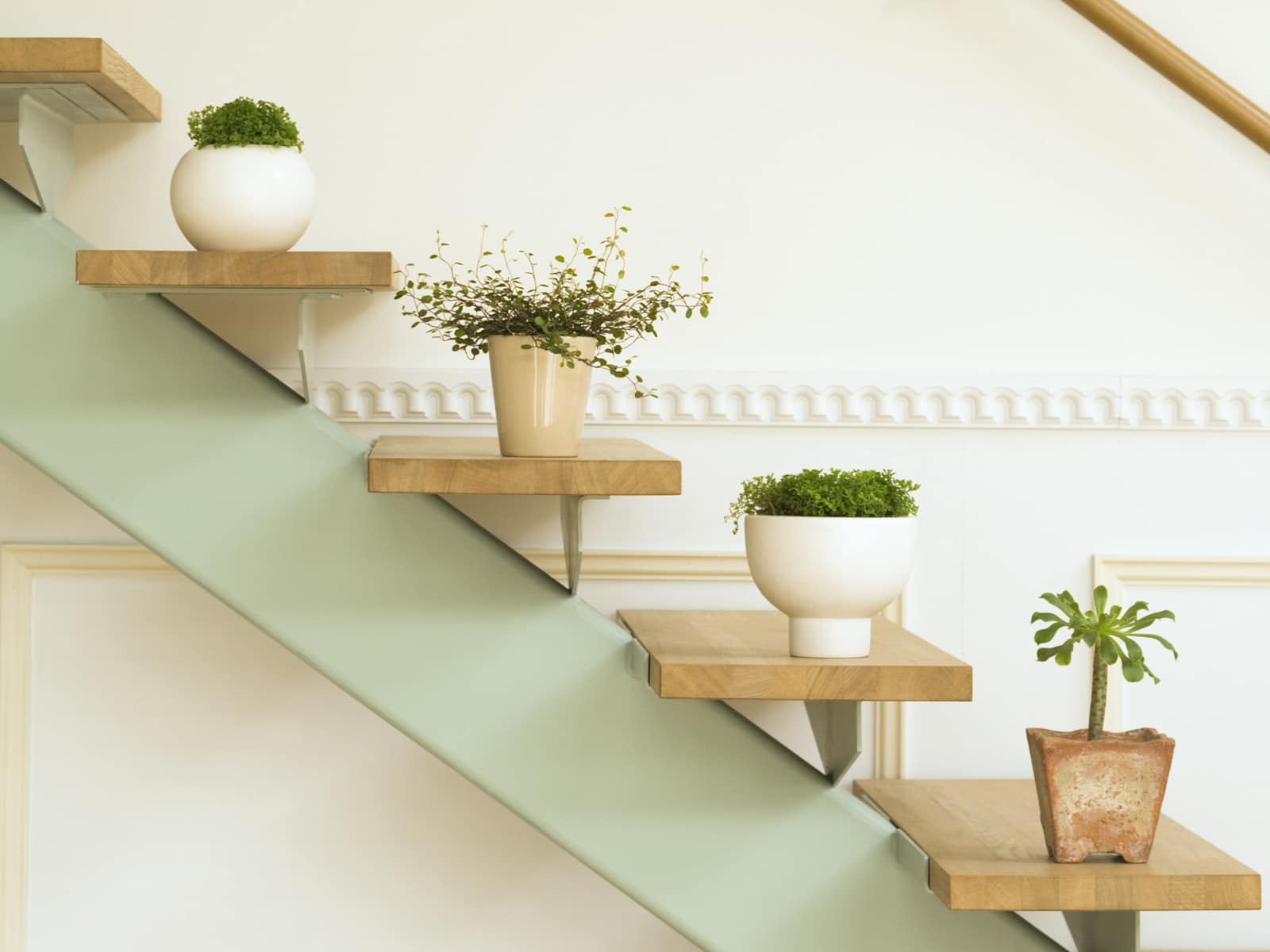 نباتات على الدرج