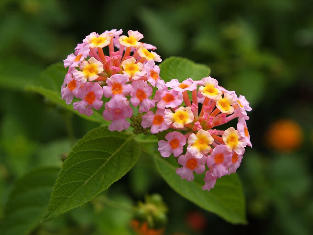 زهور اللانتانا