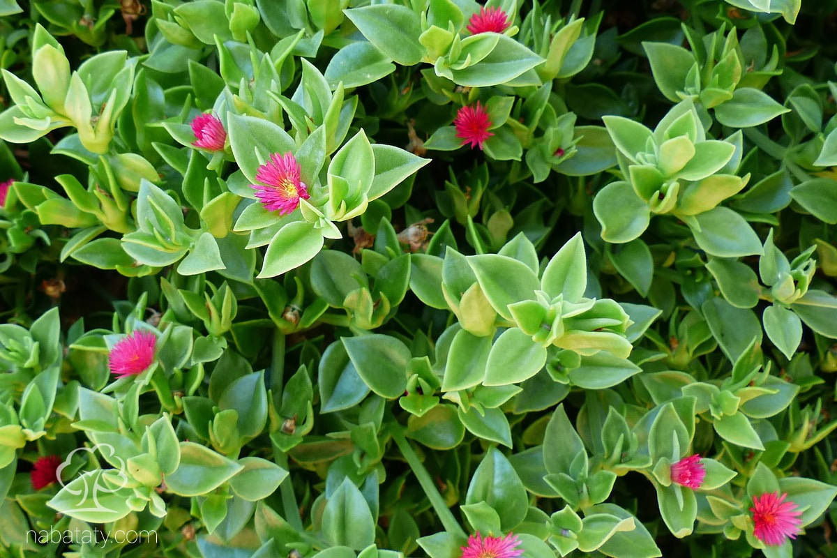 Цветы ставить в холодную или теплую. Аптения. Аптения сердцелистная. Aptenia cordifolia. Лиственные растения похожие на аптения.