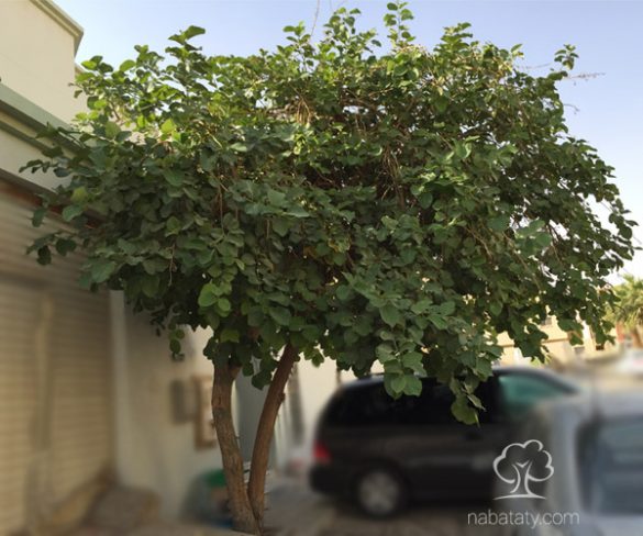 بمبر - نباتاتي