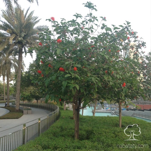شجرة الكورديا القرمزية Cordia sebestena بأزهارها القرمزية