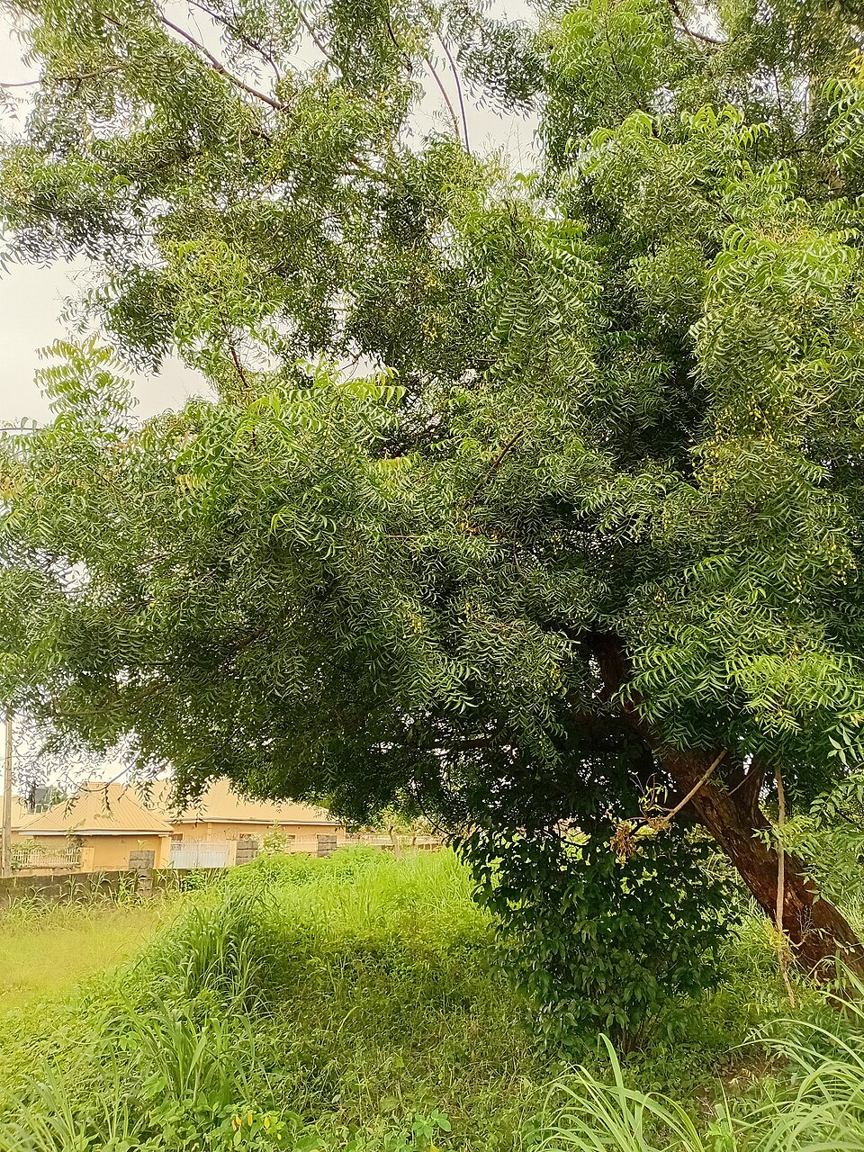شجرة النيم كاملة