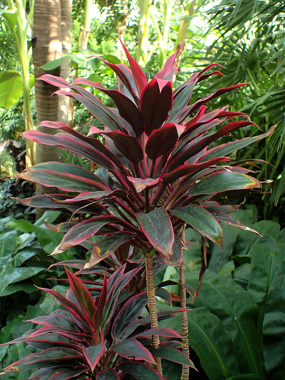 نبتة جلوكا بأوراق حمراء عنابية