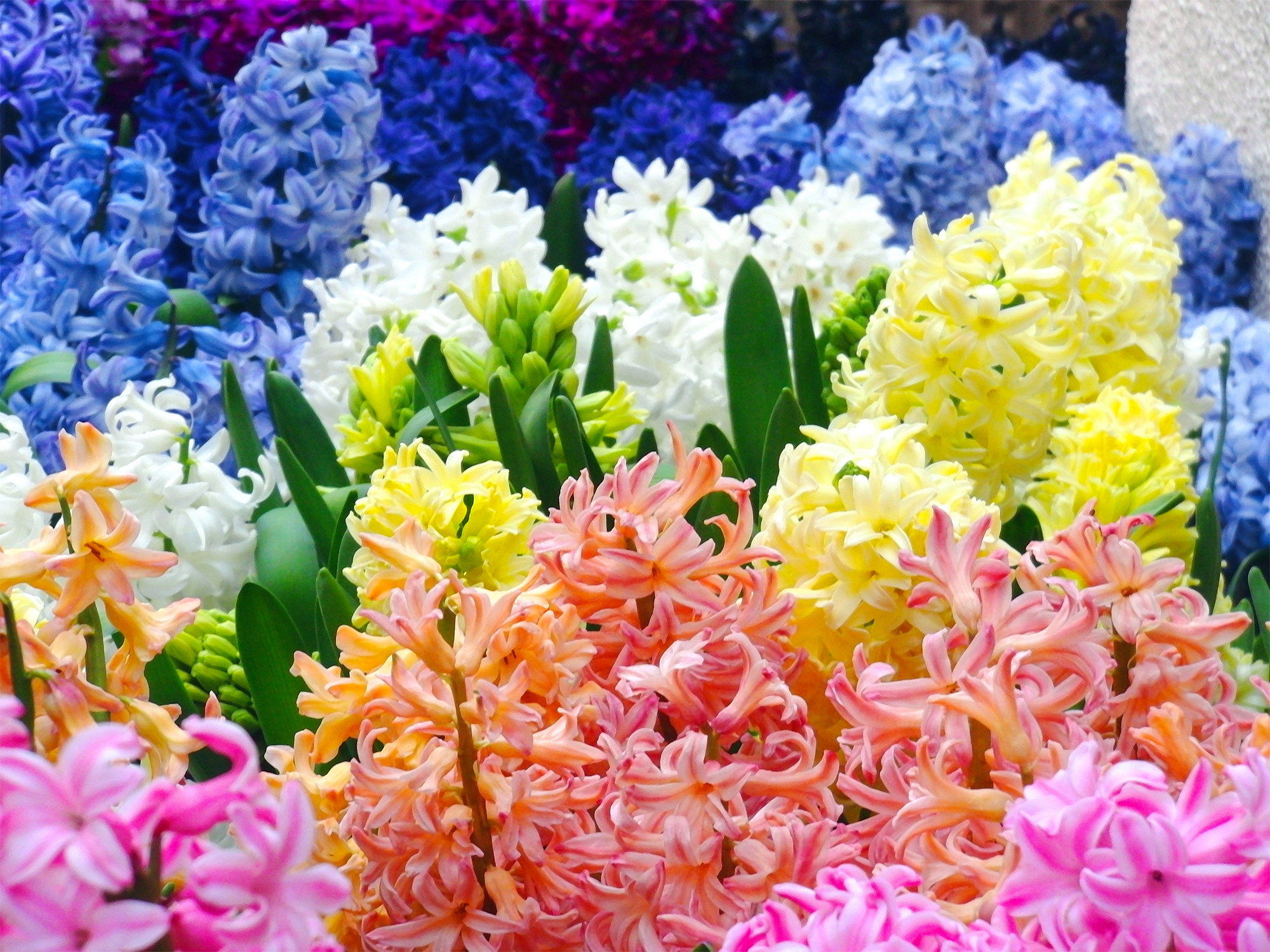 صور زهور الهايسنث