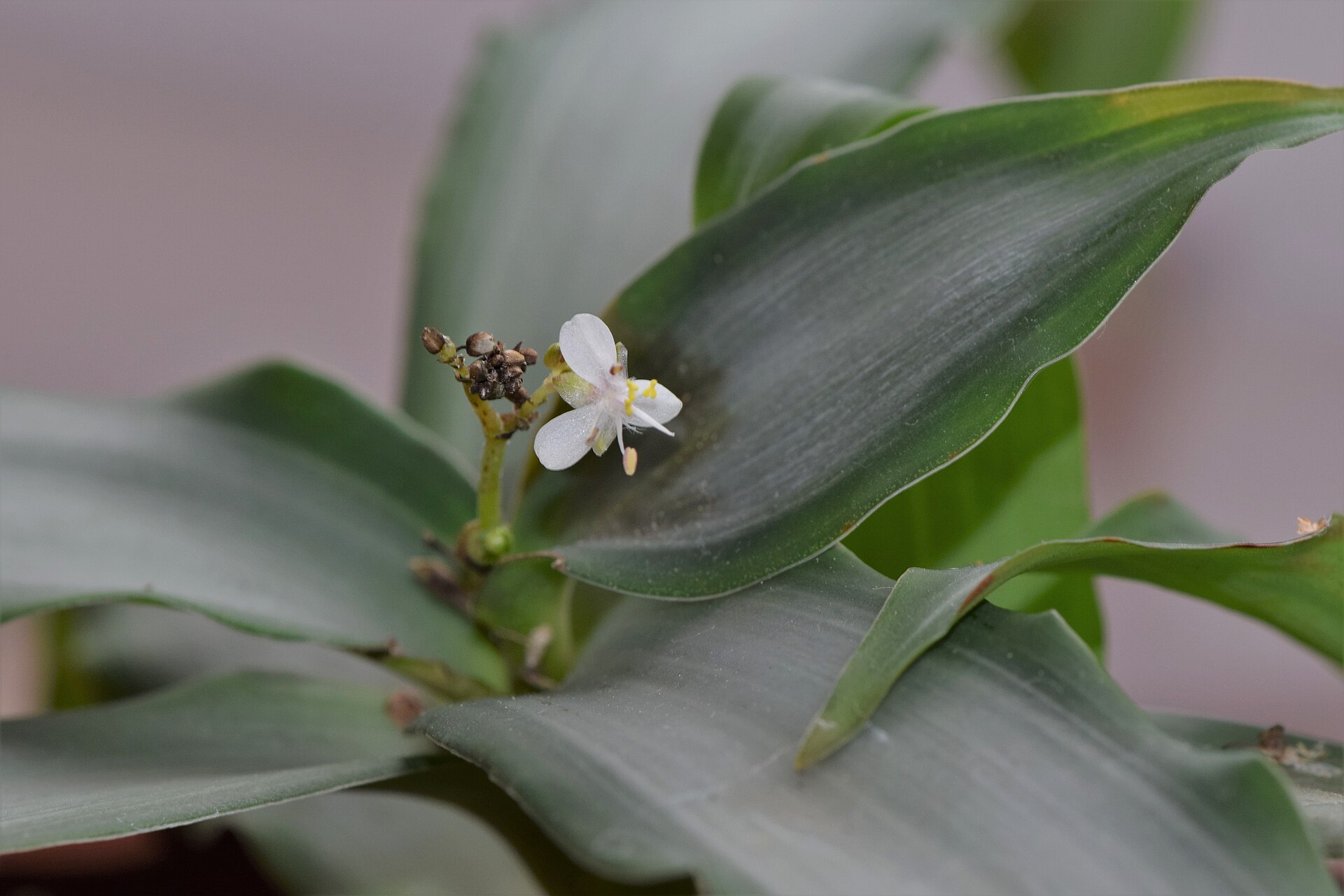 نبات موردانيا النجم الساطع Murdannia loriformis 'Bright Star' بأوراق خضراء رمادية وزهرة بيضاء صغيرة