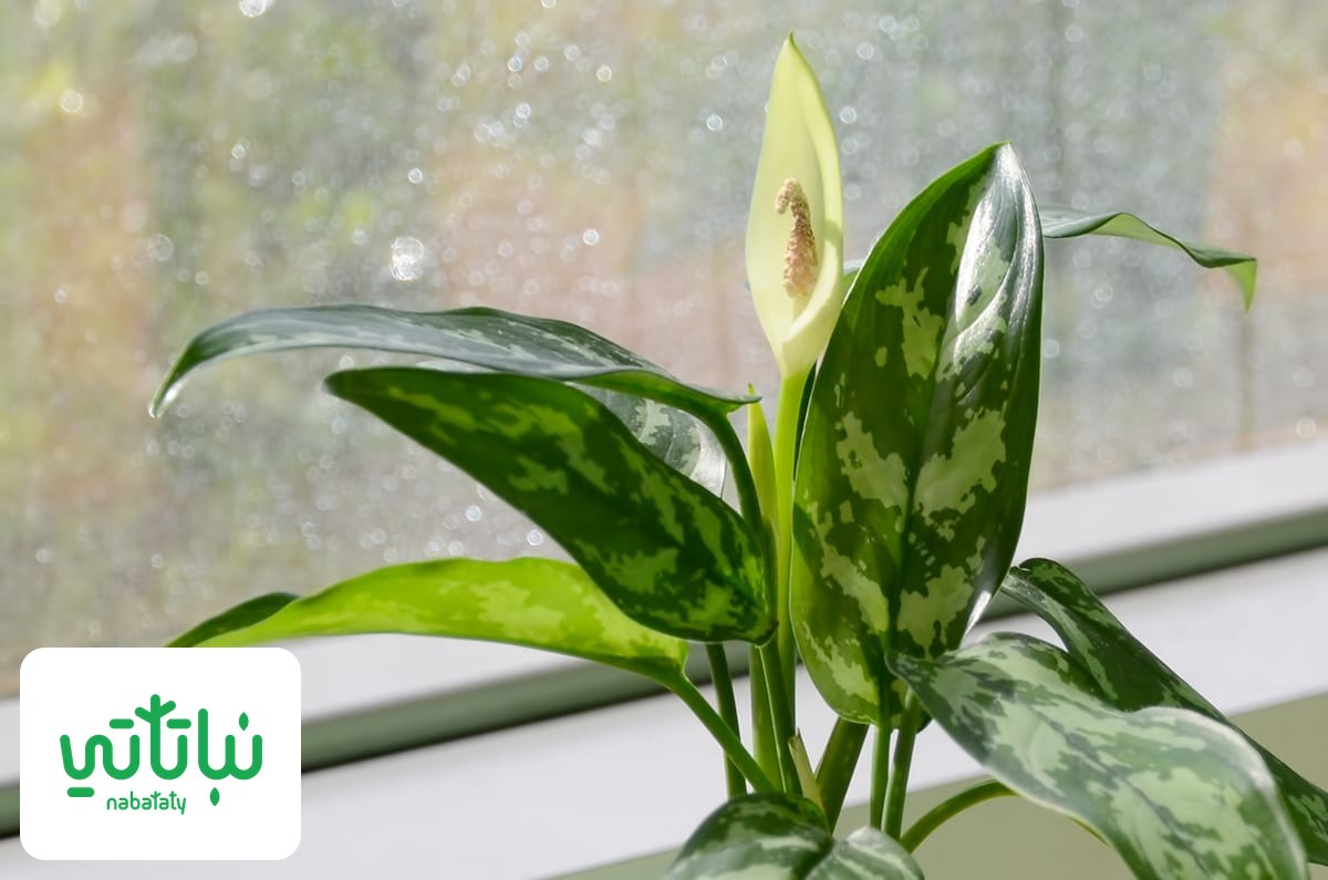 صورة نبات اجلونيما
