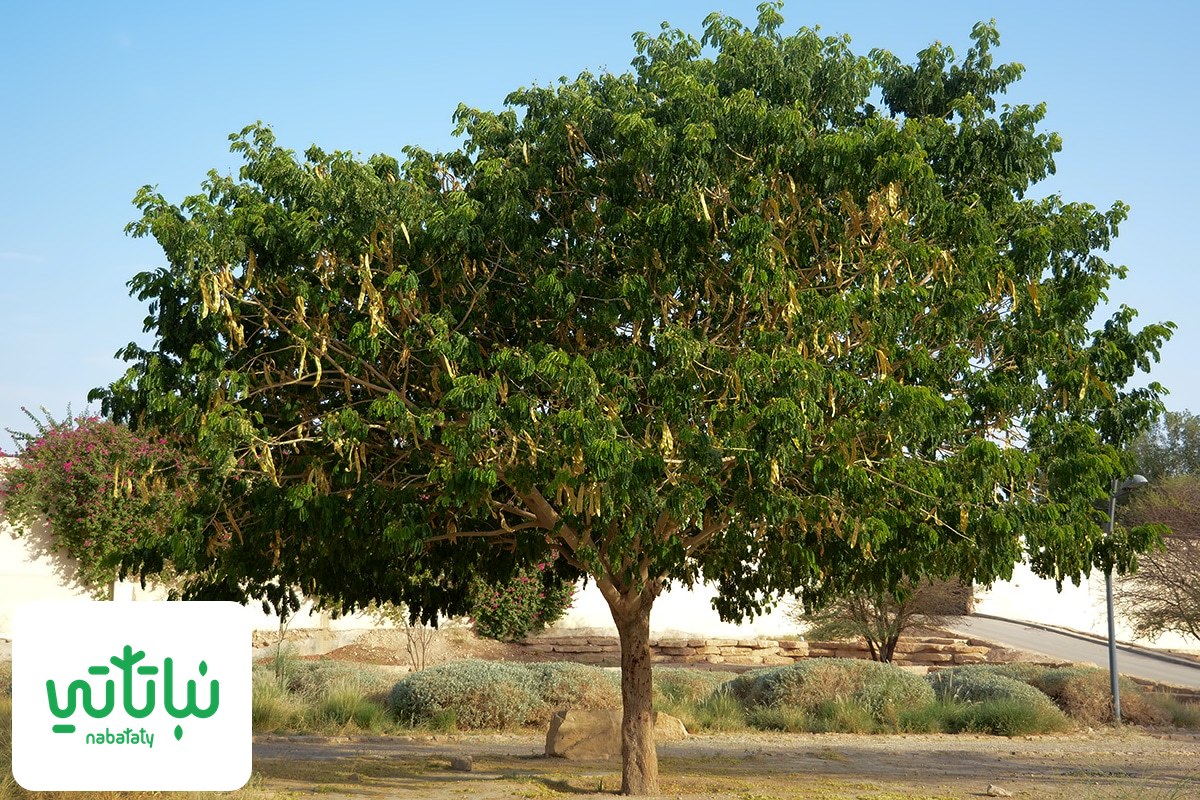 شجرة اللبخ