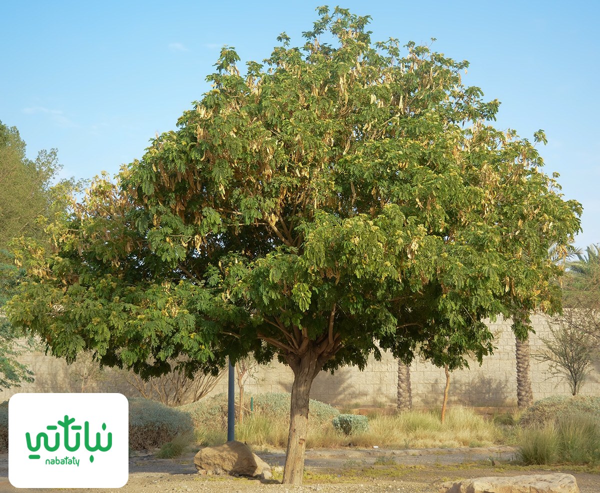شجرة اللبخ