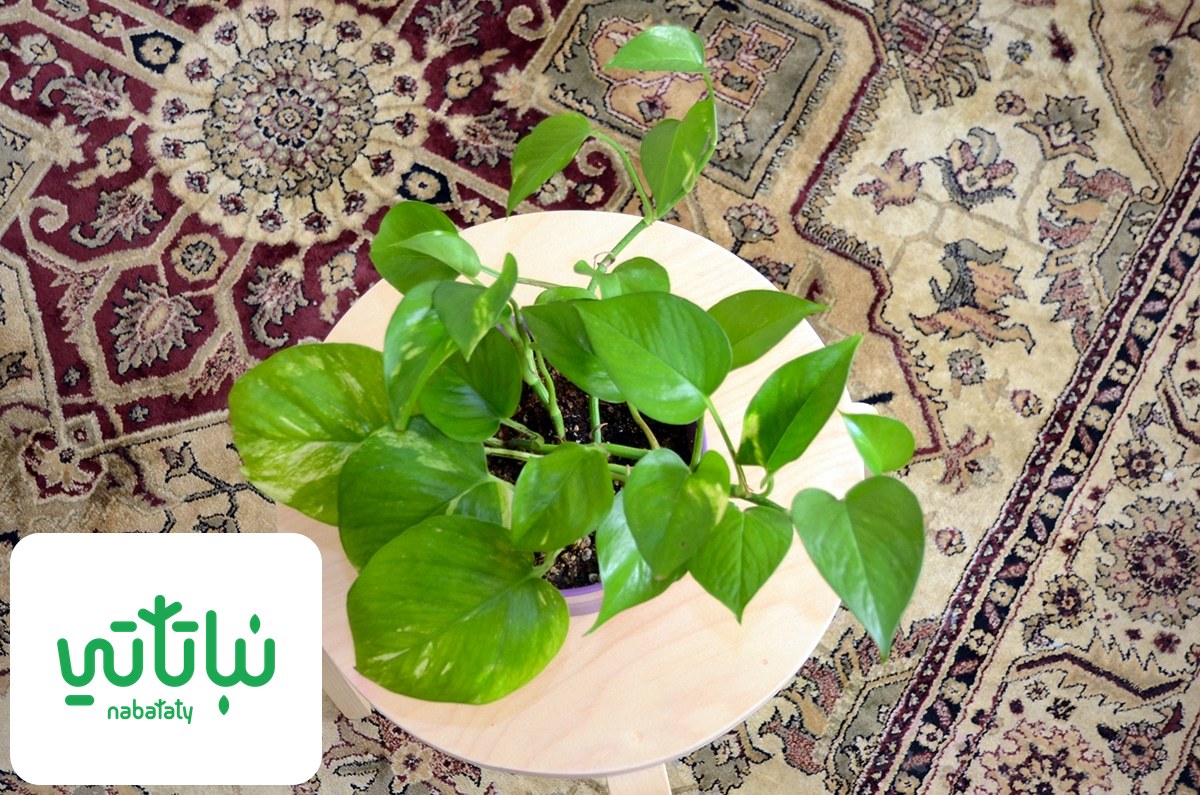 البوتس