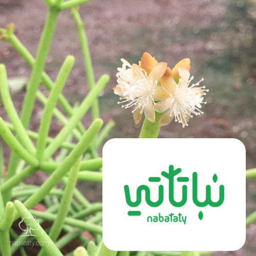 أزهار صبار قلم الرصاص