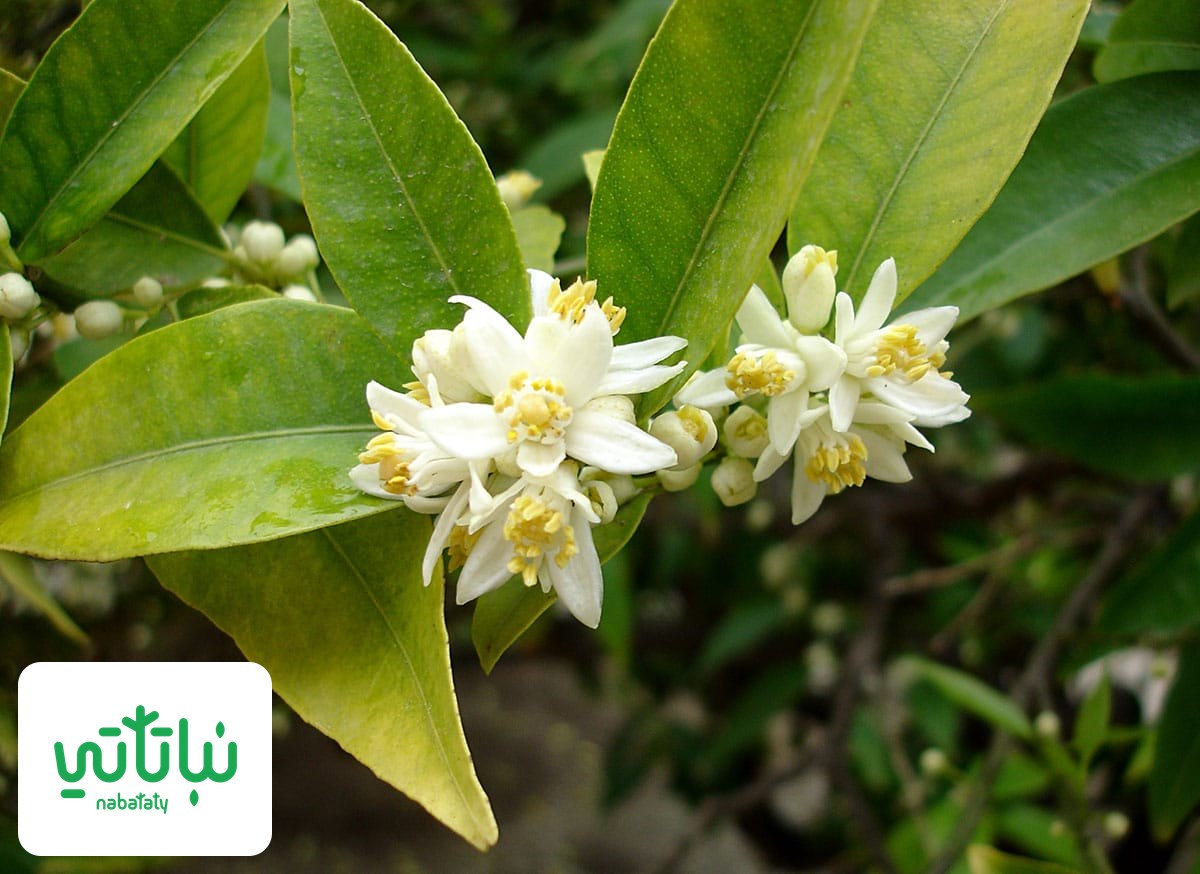صورة نبات الكمكوات