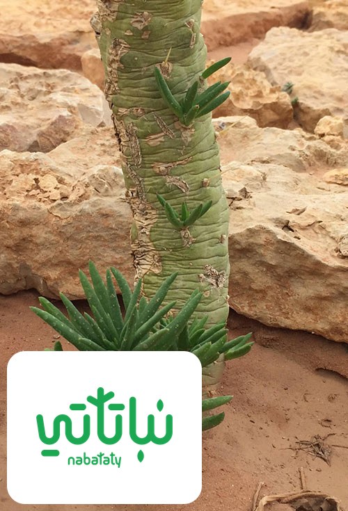 براعم التين الشوكي الاسطواني