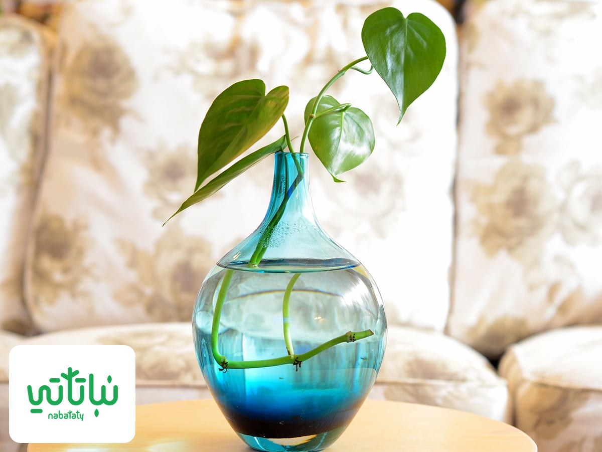 صورة نبات كرمة المحبوب