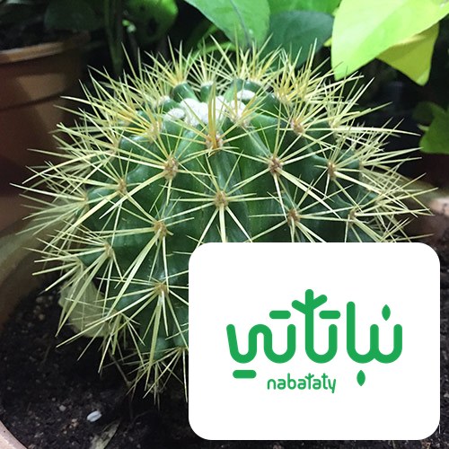 صبار كرسي الحماة