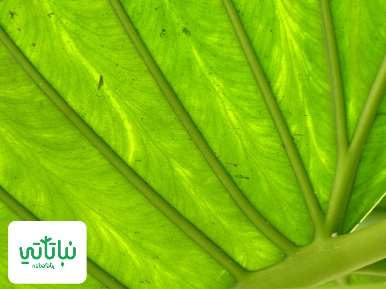 صورة نبات القلقاس العملاق