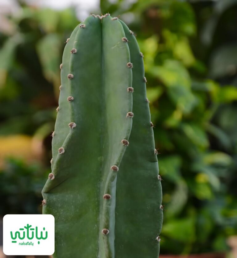 صورة صبار السيريس
