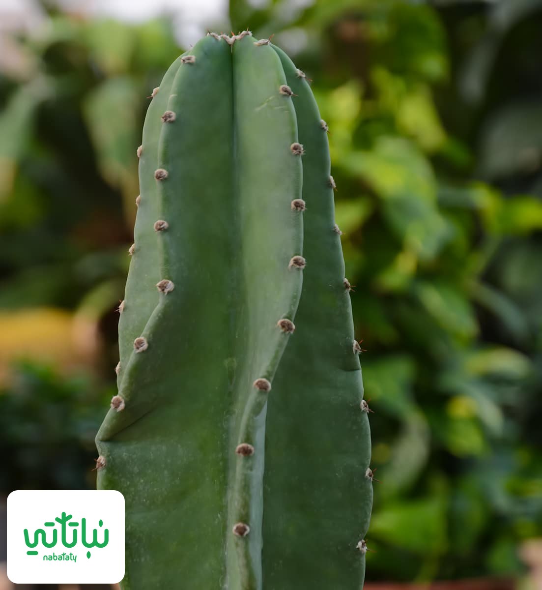 صورة صبار السيريس