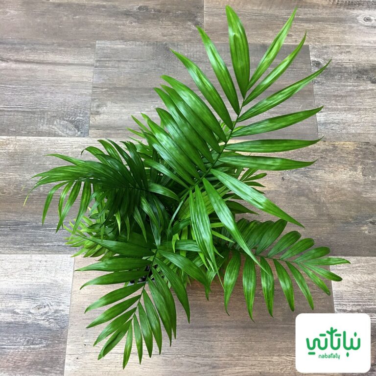 صورة نبات شاميدوريا
