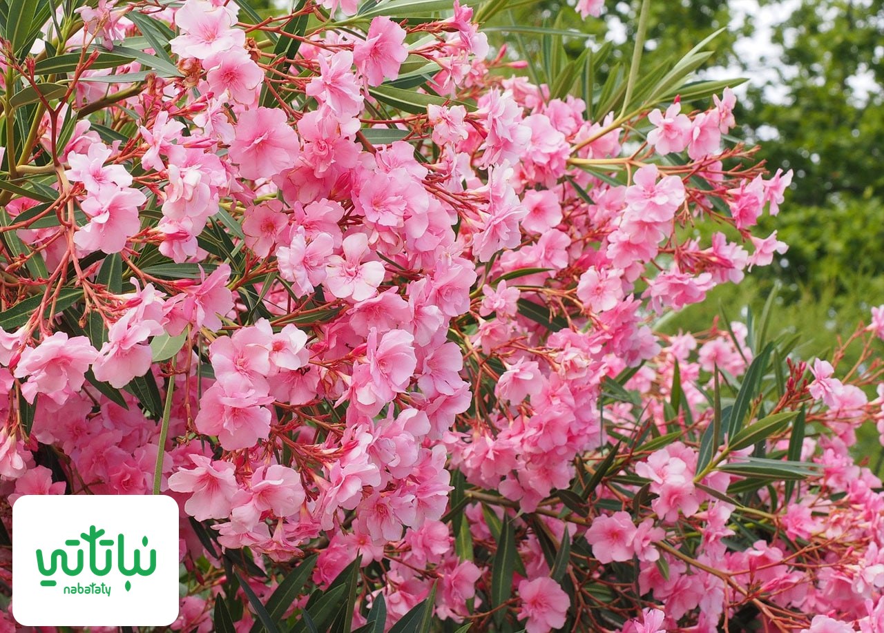 الدفلة — أزهار الدفلة عن قرب