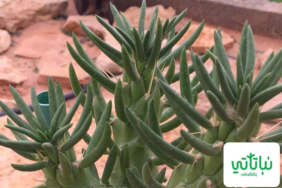 صورة نبات تين شوكي اسطواني