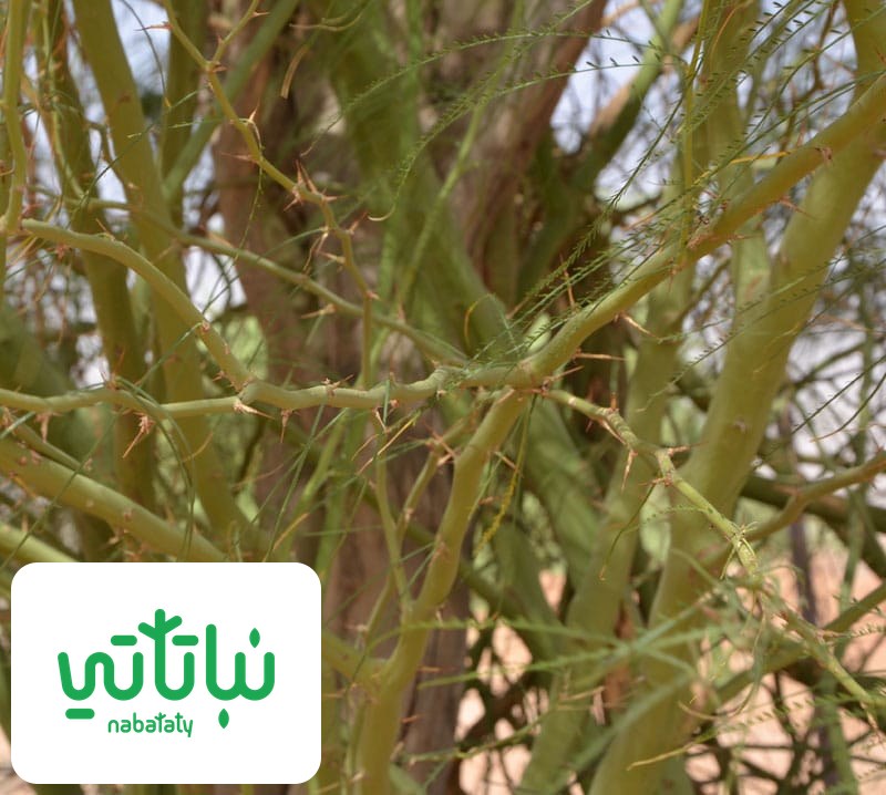 صورة نبات باركنسونيا