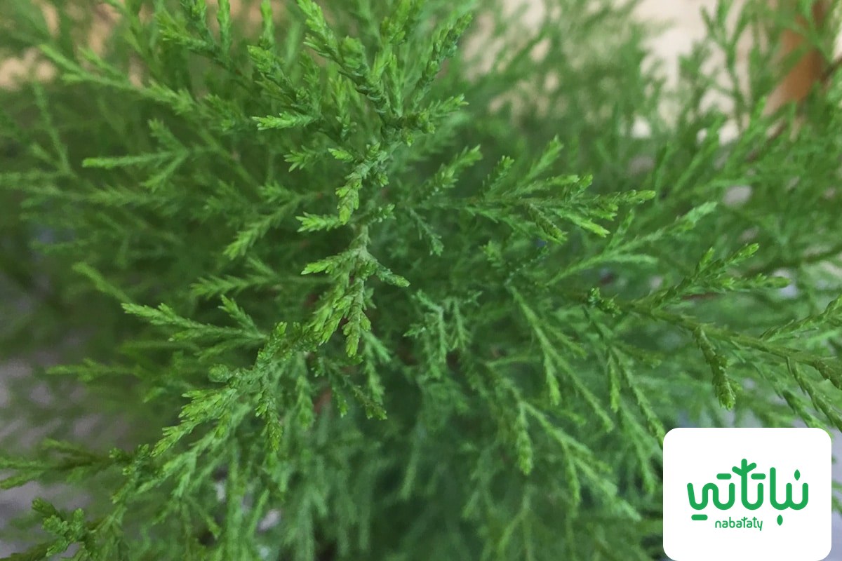 صورة نبات السرو العطري