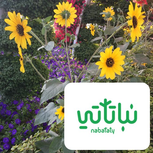 تباع الشمس