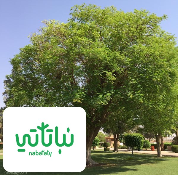 شجرة البونسيانا