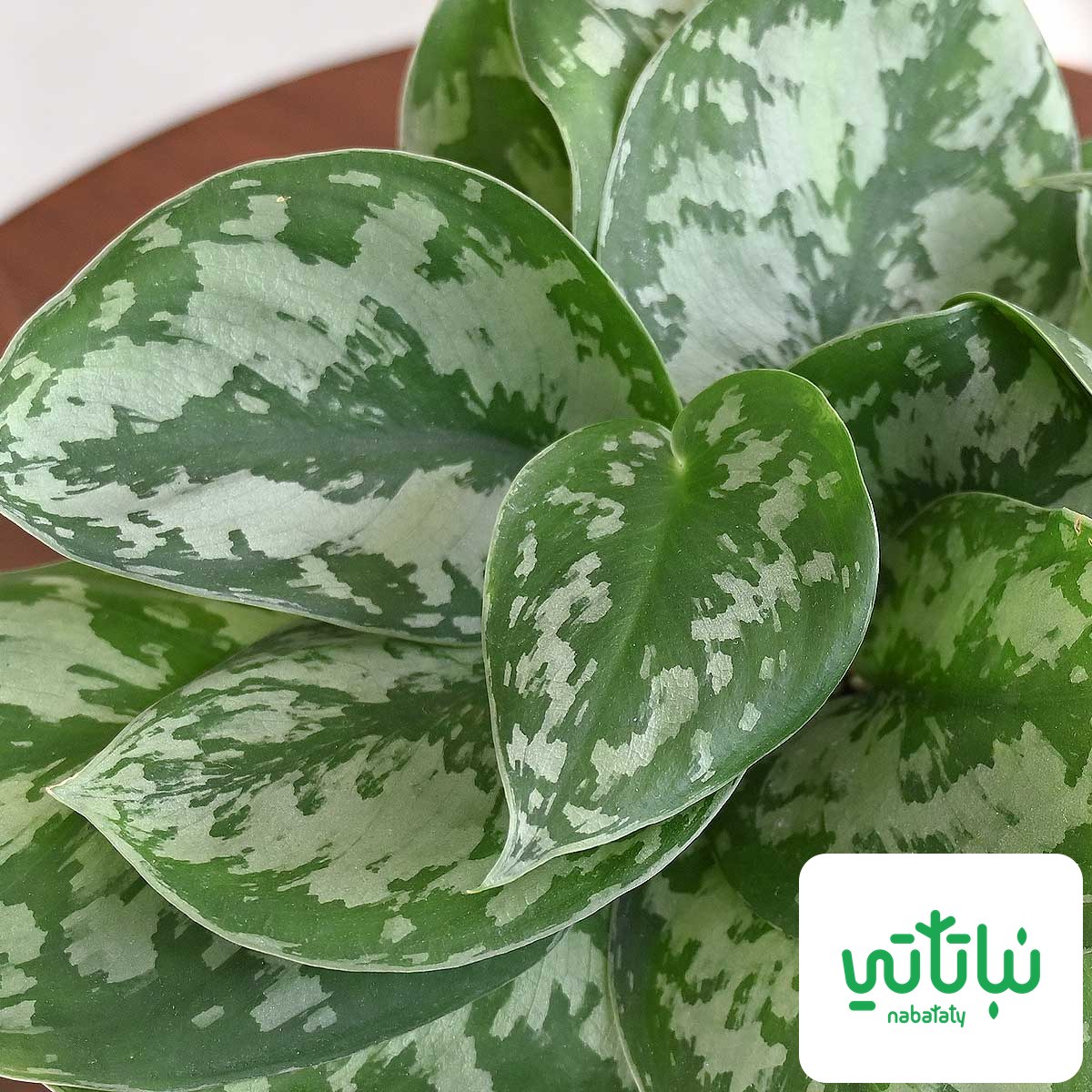 بوتس بيكتوس