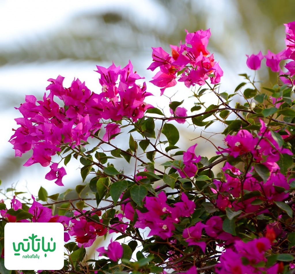 الجهنمية