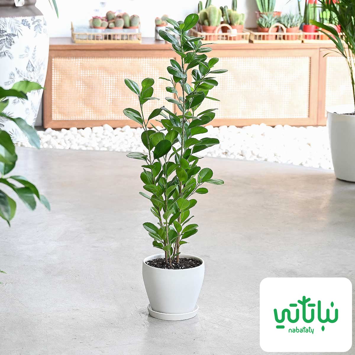صورة نبات فيكس باندا