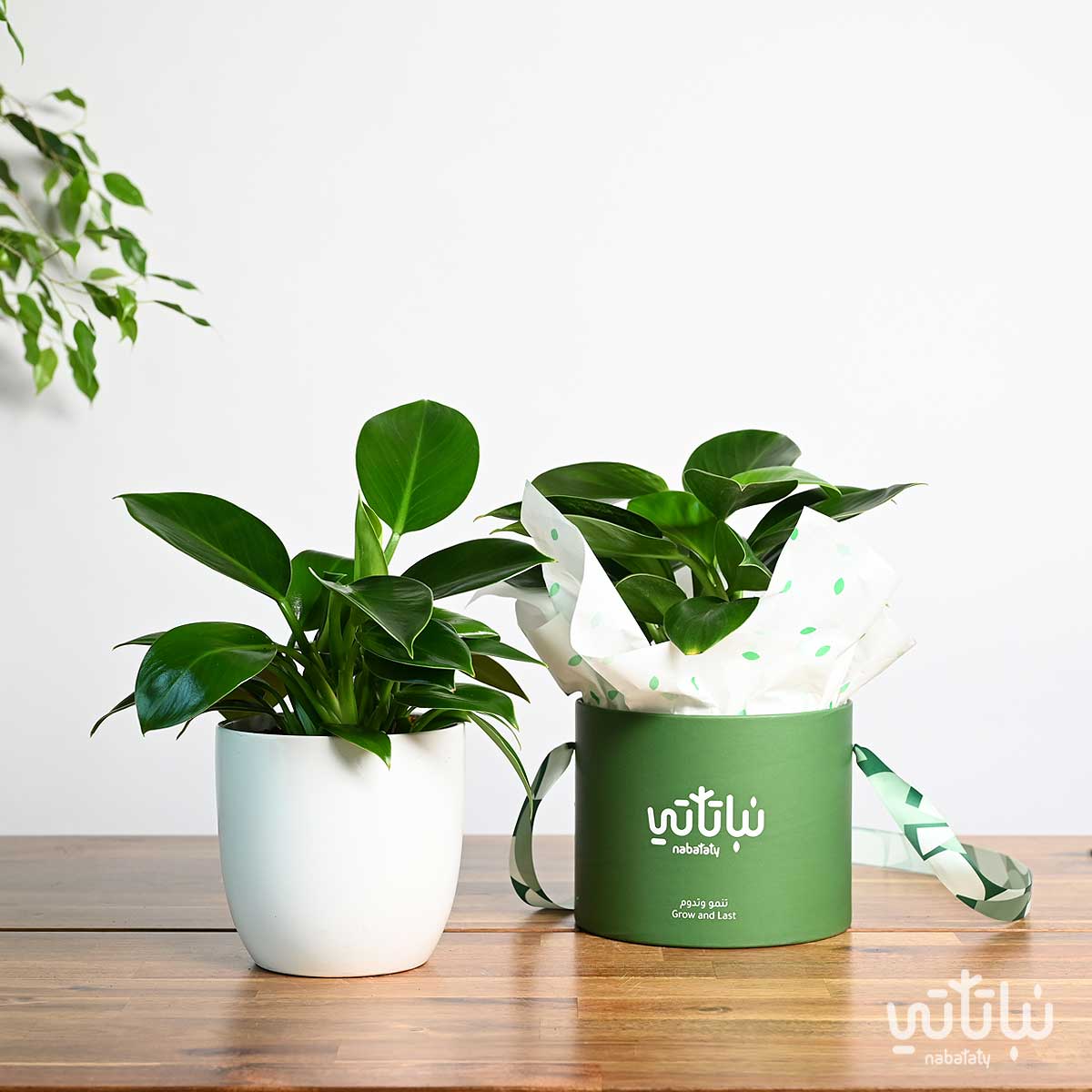 صورة نبات ليتل فيلودندرون