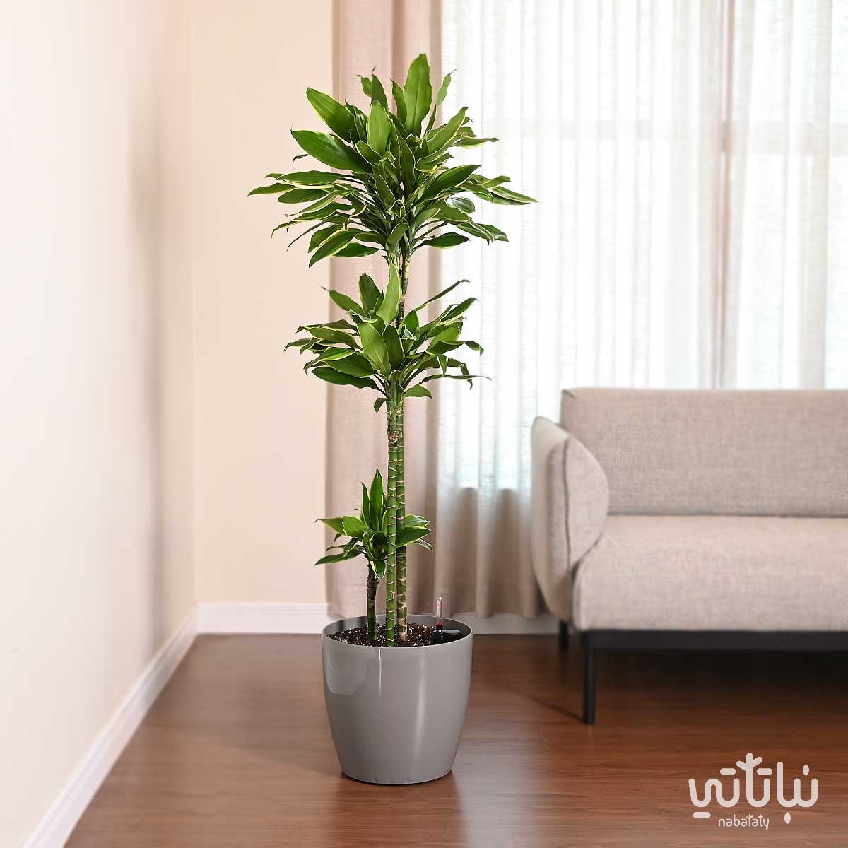 صورة نبات دراسينا جولد كوست