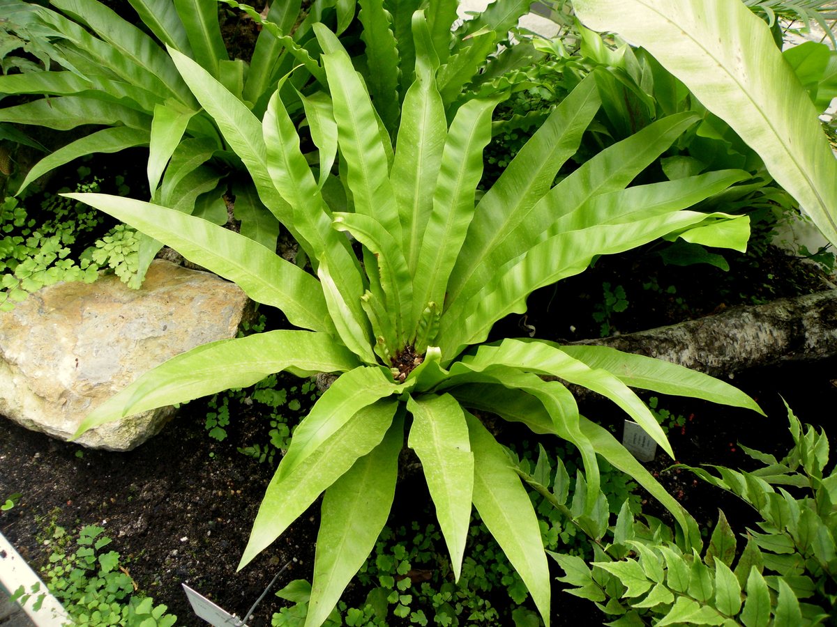 سرخس عش الطير (Asplenium nidus): وردة كاملة من الأوراق العريضة تخرج من مركز واحد