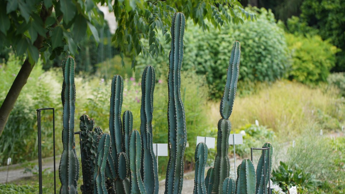 أعمدة صبار السيريس (Cereus repandus) المضلعة في حديقة