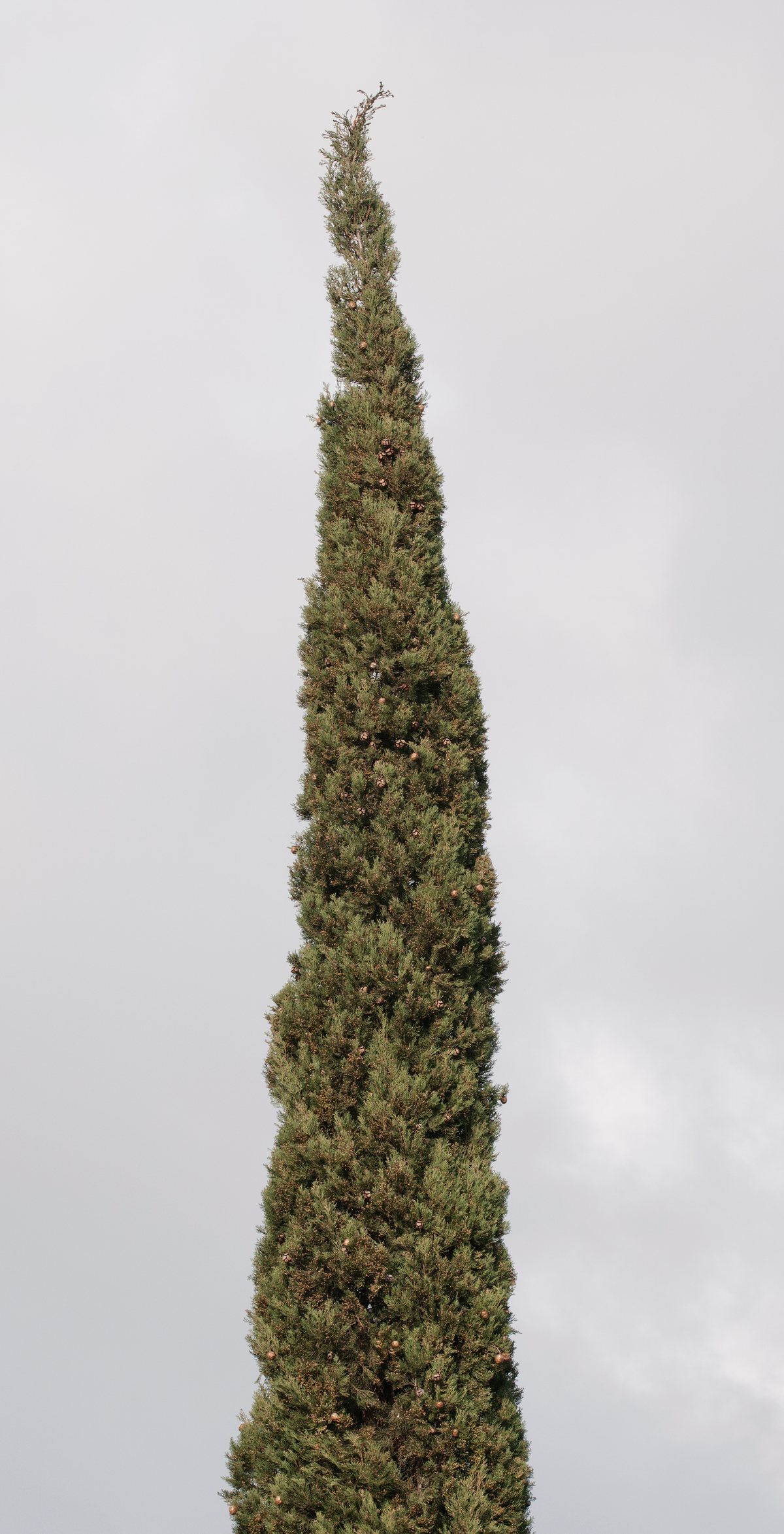 السرو العمودي: شجرة ضيقة كالعمود بقمة مدببة