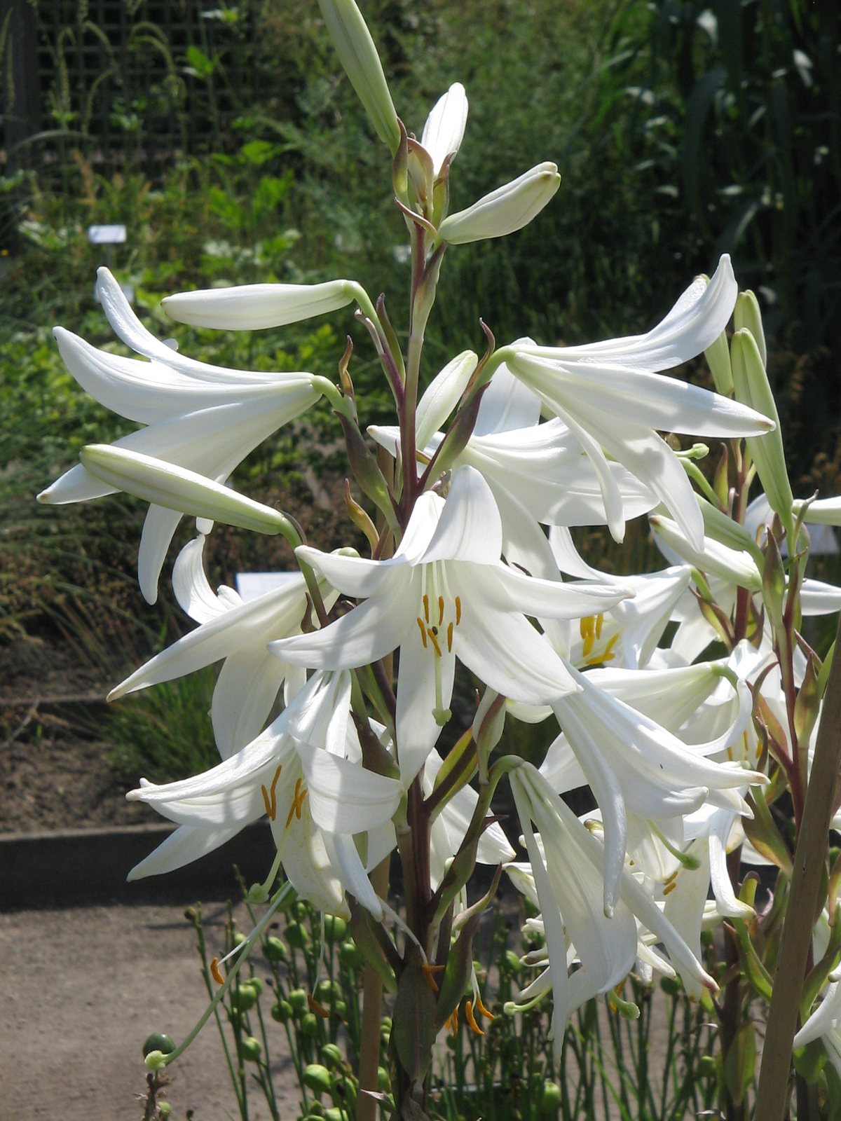 الزنبق الأبيض البلدي (Lilium candidum): سوق مزهرة بأزهار بيضاء عطرة