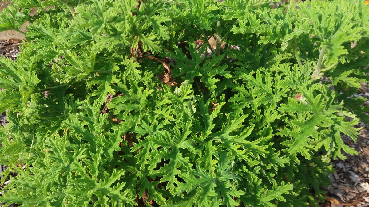 أوراق العطرة المفصصة بعمق