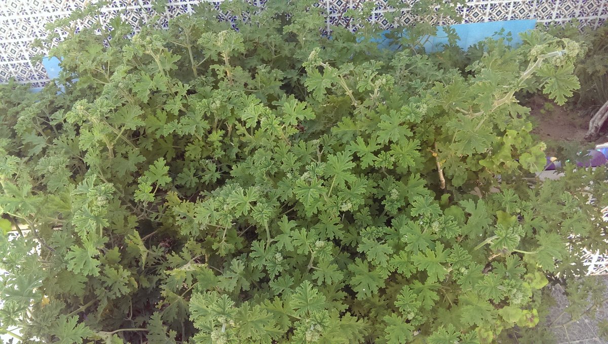 شجيرة العطرة كاملة في حديقة منزلية