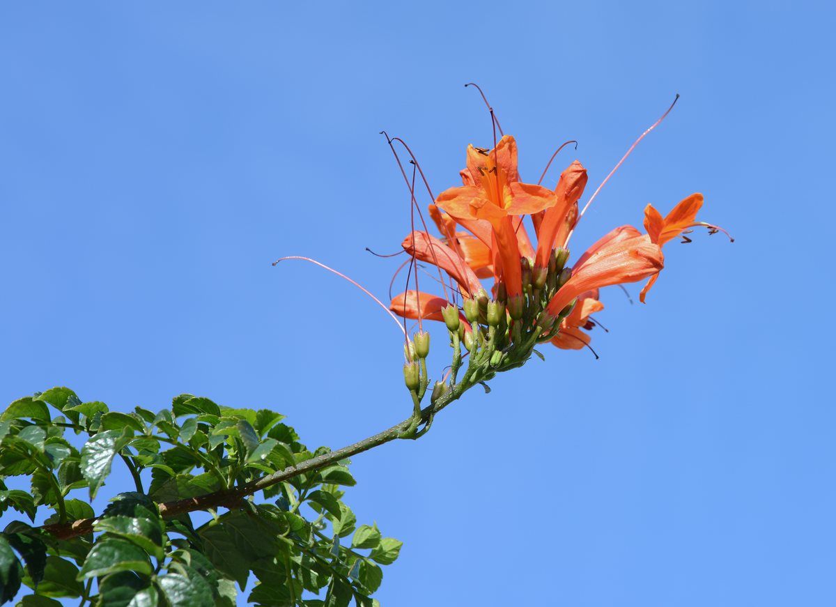 زهرة التيكوماريا (Tecoma capensis) البرتقالية الحمراء بأسدية بارزة