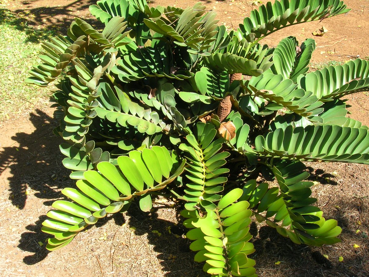 نخيل الزاميا (Zamia furfuracea) نبات مختلف تماماً عن الزاميا المنزلية