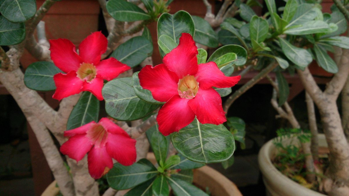 أزهار عدنة حمراء داكنة من صنف Dark Red