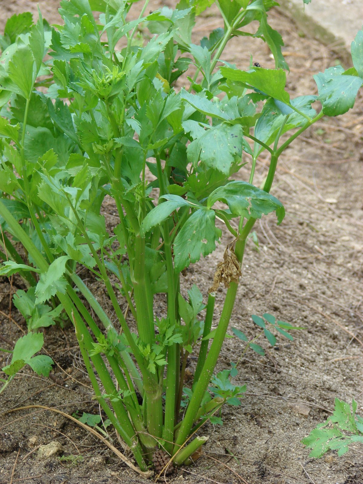 نبات الكرفس الخضار (Apium graveolens) مزروعاً في التربة