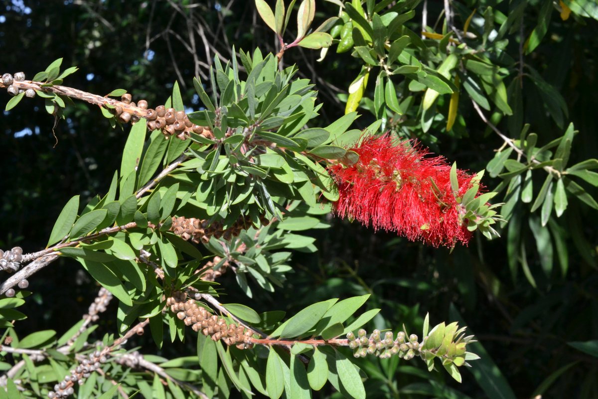فرشة الزجاج القائمة (Callistemon citrinus): زهرة حمراء وثمار خشبية صغيرة على الغصن