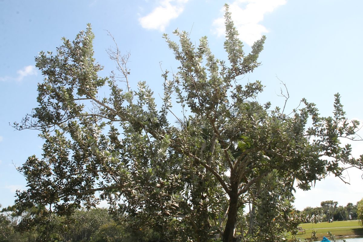 شجرة الكرفس الأمريكي (Conocarpus erectus) بأوراق فضية