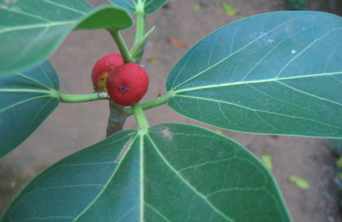 ثمار التين البنغالي الحمراء الصغيرة بجانب ورقته البيضاوية الجلدية