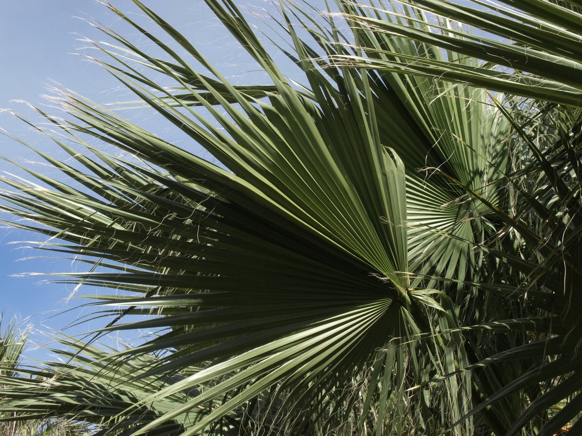 سعفة واشنطونيا المروحية مع الخيوط البيضاء على أطرافها