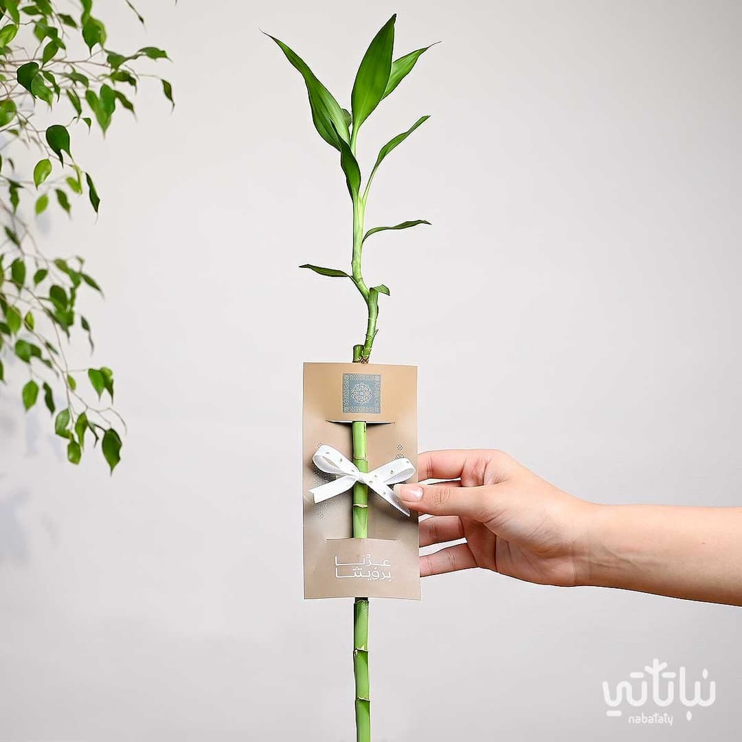 Bamboo Distribution Gift