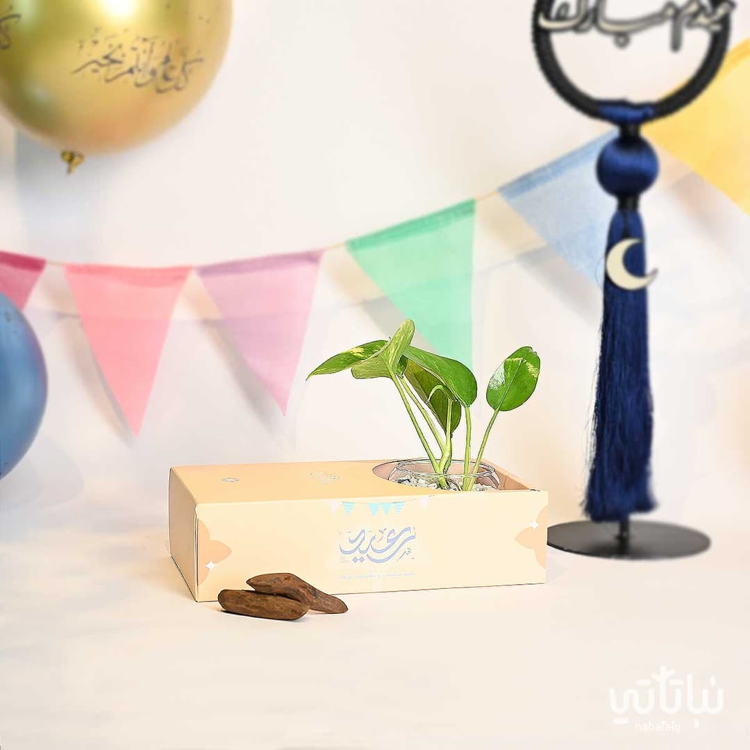 هدية نبتة و عود 